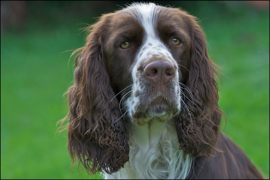 Spanielportrait