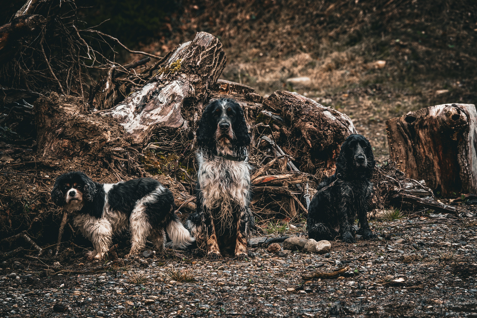 Spaniels