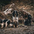 Spaniels