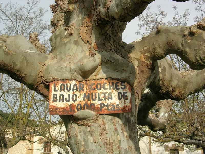 Spanien - Baum frisst Schild