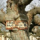 Spanien - Baum frisst Schild