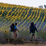 Spanien - Camino Frances