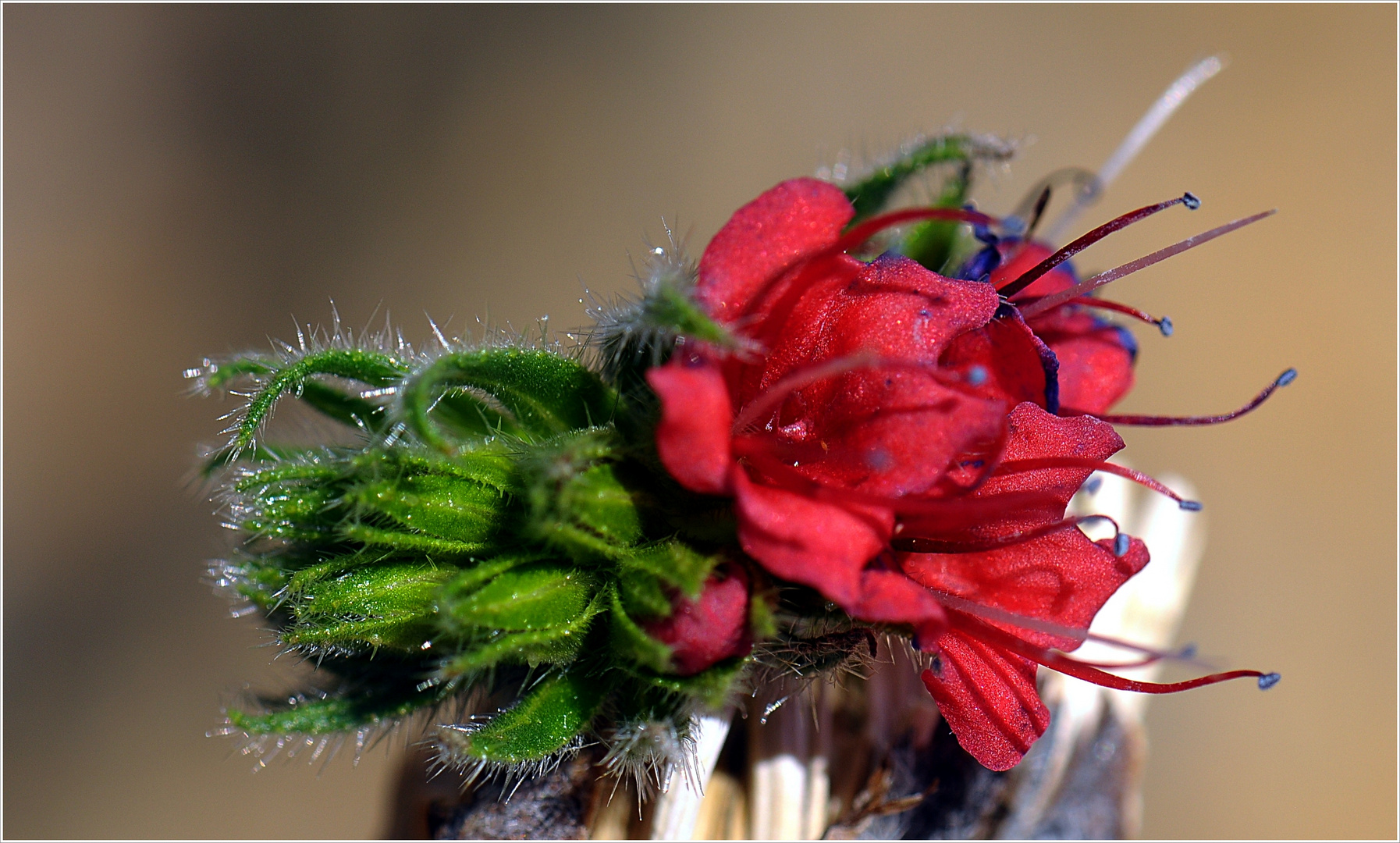 Spanische Blüte