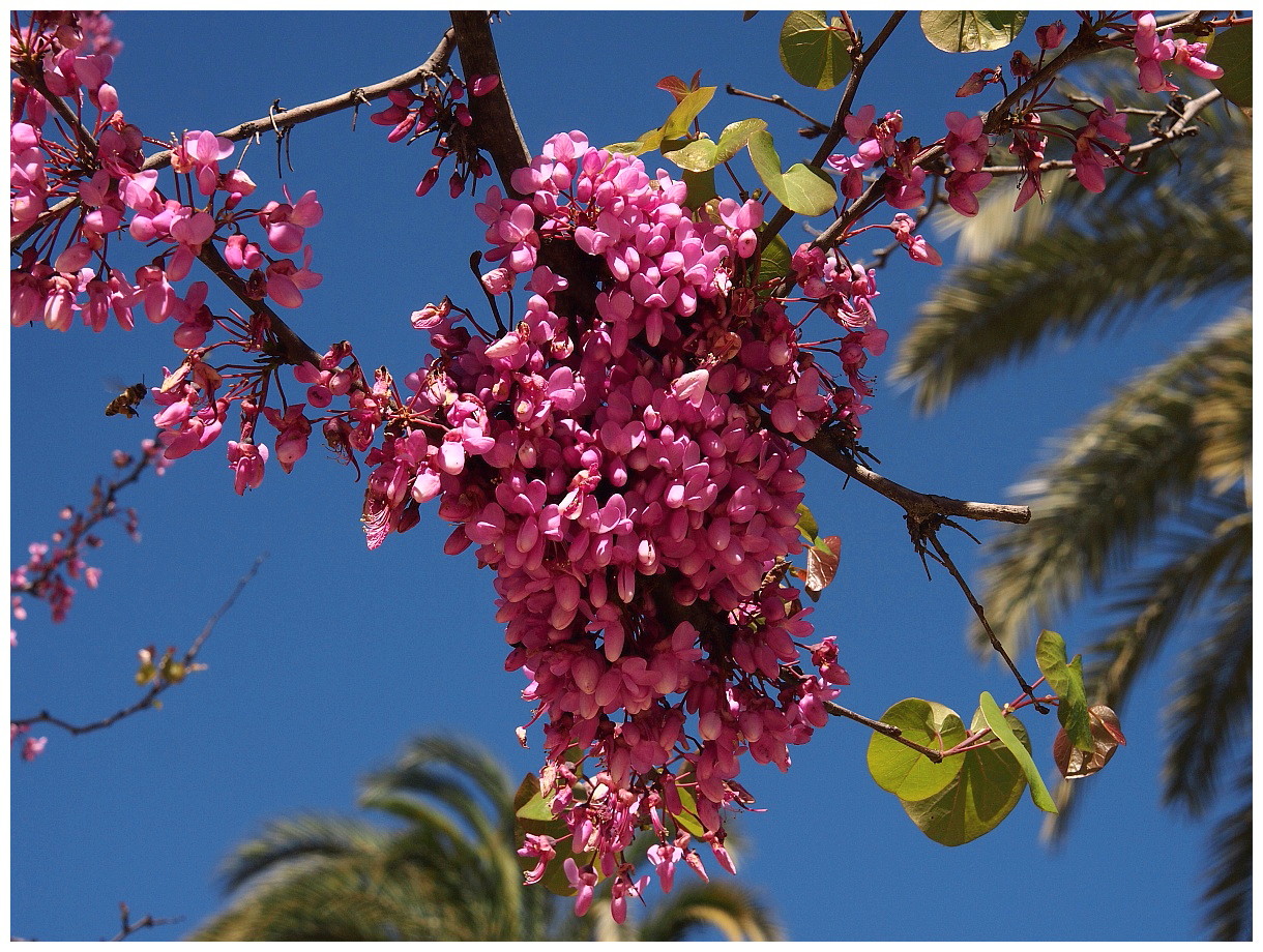 Spanische Blüten