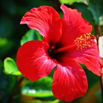Spanische Blüten