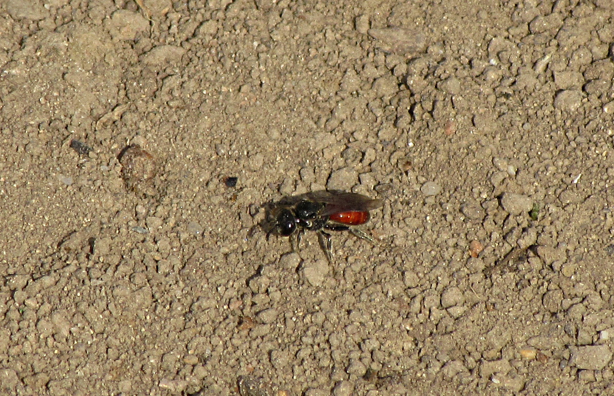 --- Spanische Blutbiene (Sphecodes pseudofasciatus) ---