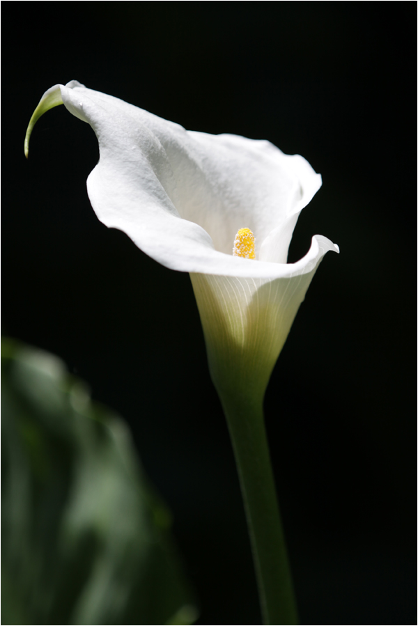 Spanische Calla