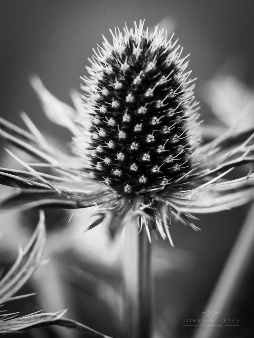 Spanische Edeldistel