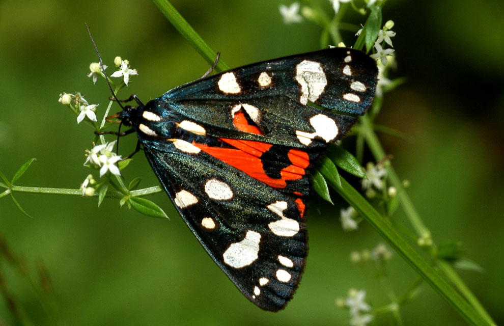 Spanische Fahne (Callimorpha dominula)