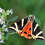 Spanische Fahne, Russischer Bär   (Euplagia quadripunctaria)