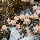 Spanische Fetthenne (Sedum hispanicum)