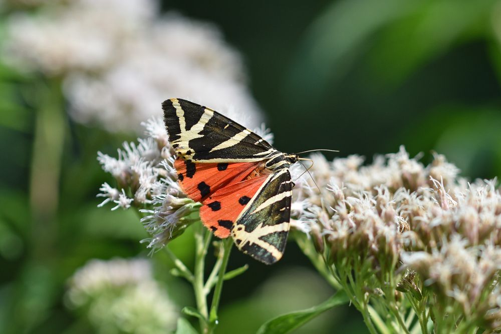 Spanische Flagge (Euplagia quadripunctaria) Foto & Bild | tiere
