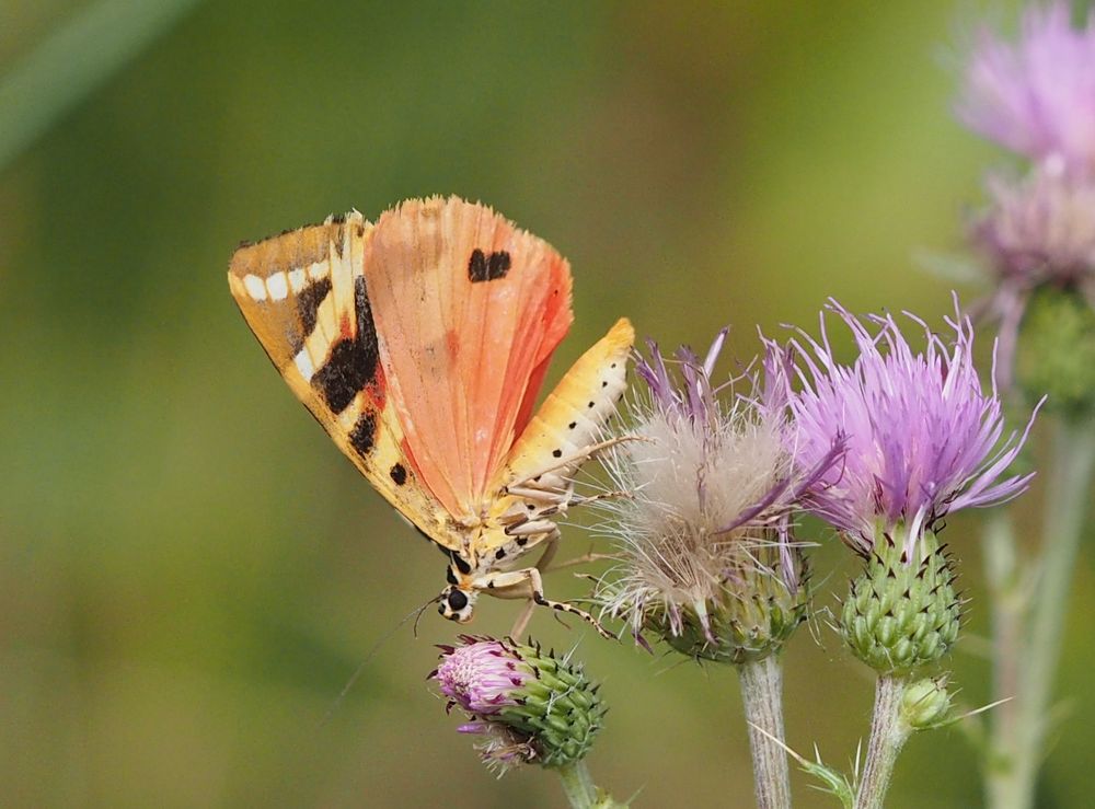 Spanische Flagge (Euplagia quadripunctaria)