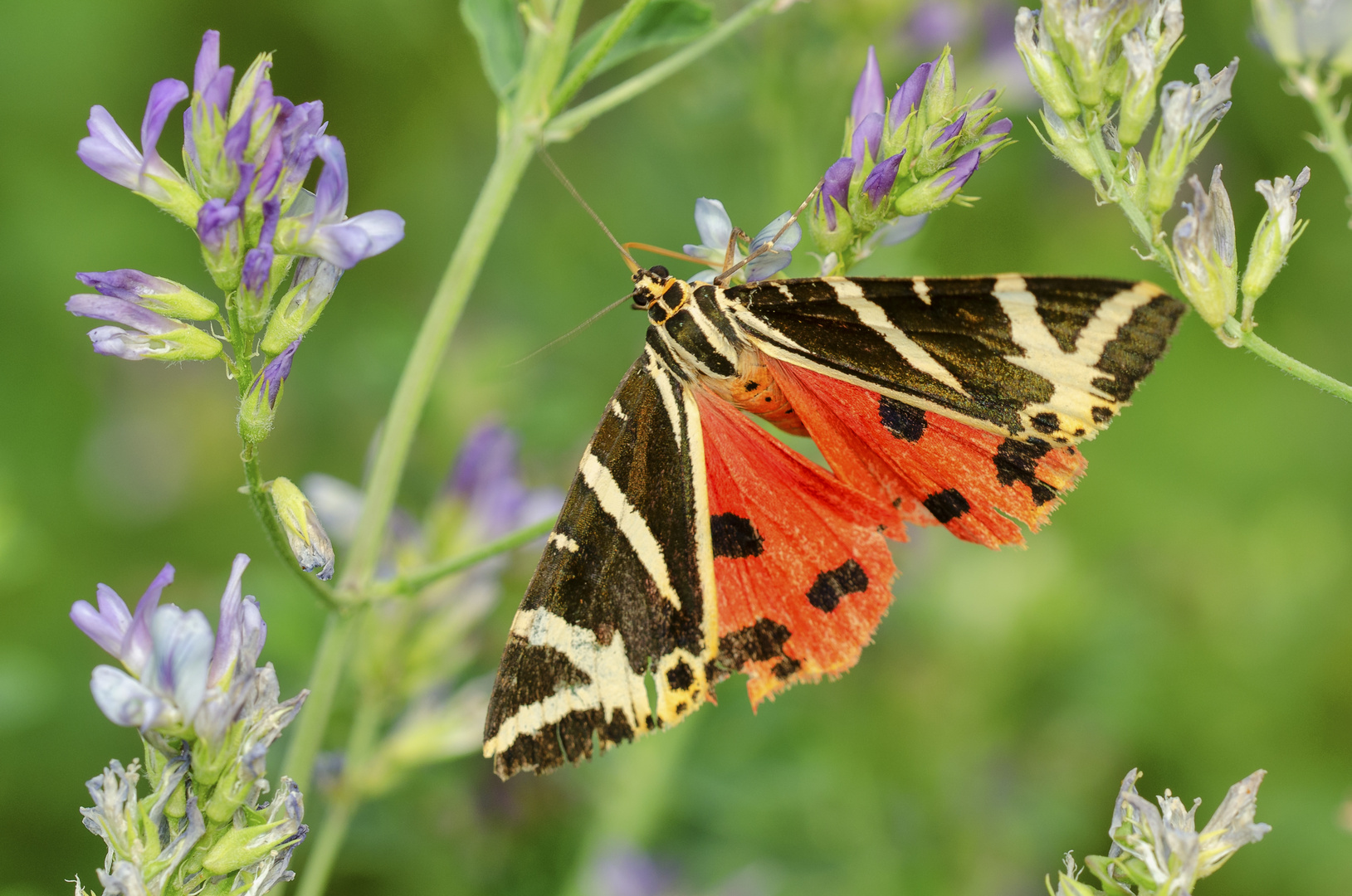 Spanische Flagge (Euplagia quadripunctaria)