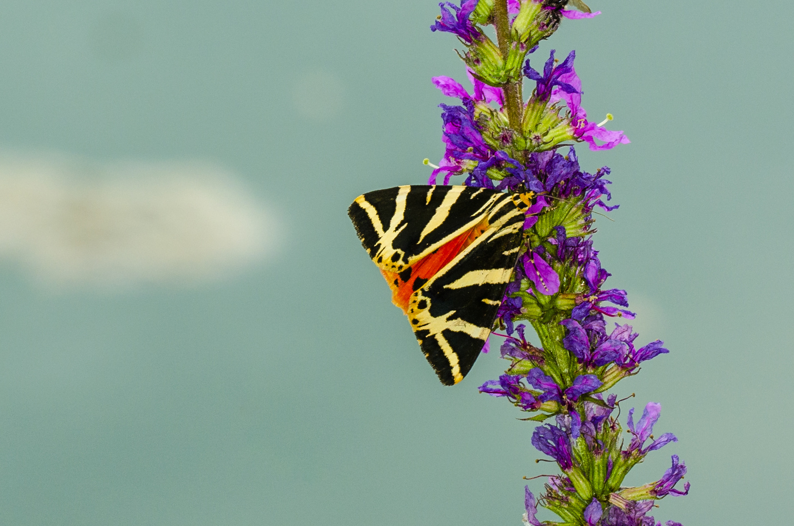 Spanische Flagge (Euplagia quadripunctaria)