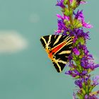 Spanische Flagge (Euplagia quadripunctaria)