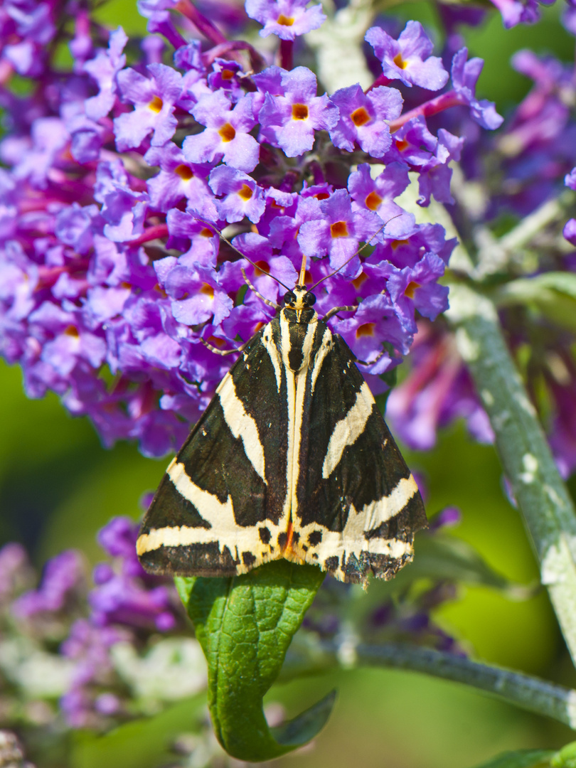 Spanische Flagge (Euplagia quadripunctaria)