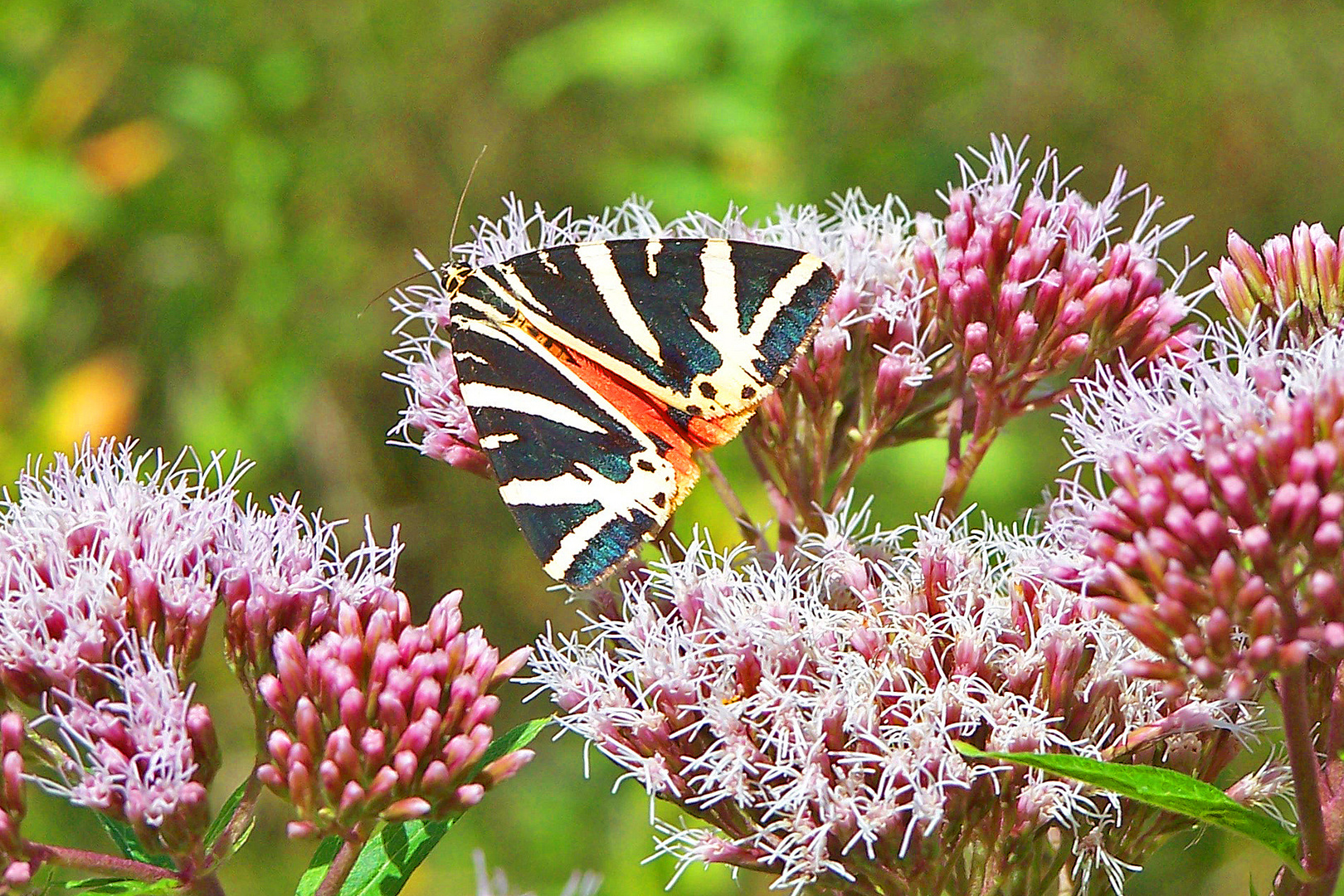 Spanische Flagge (Euplagia quadripunctaria)