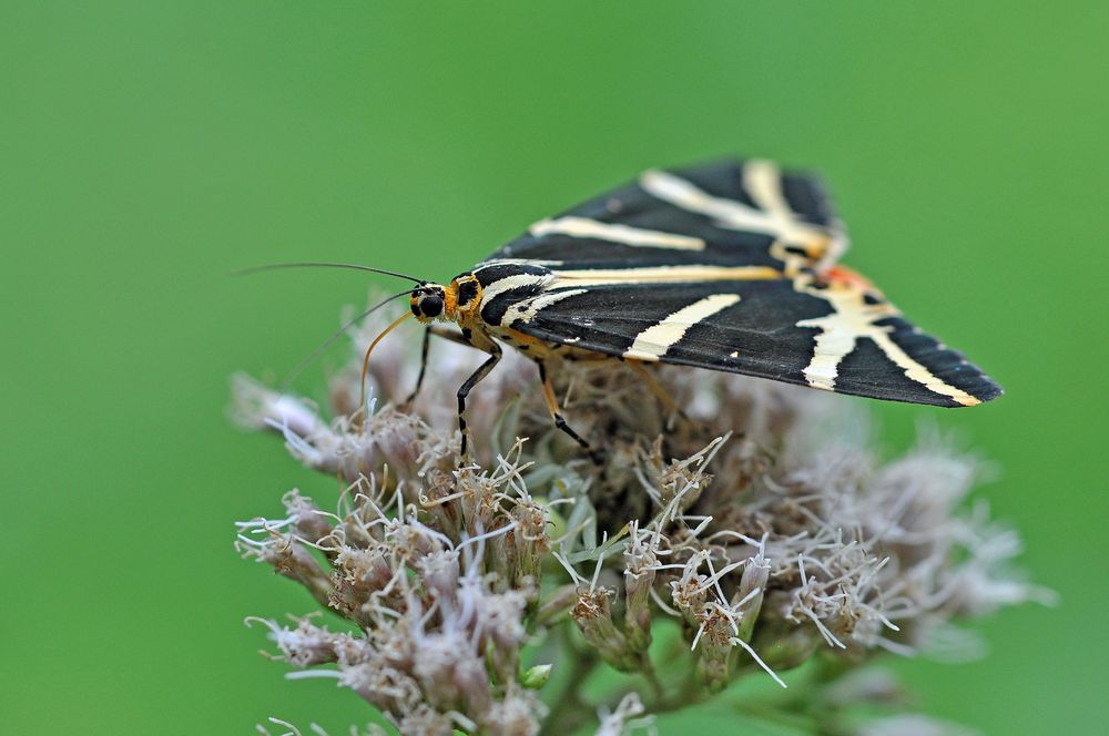 Spanische Flagge (Euplagia quadripunctaria) auf Gewöhnlichem Wasserdost (Eupatorium cannabinum)