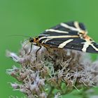 Spanische Flagge (Euplagia quadripunctaria) auf Gewöhnlichem Wasserdost (Eupatorium cannabinum)