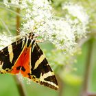 Spanische Flagge Schmetterling