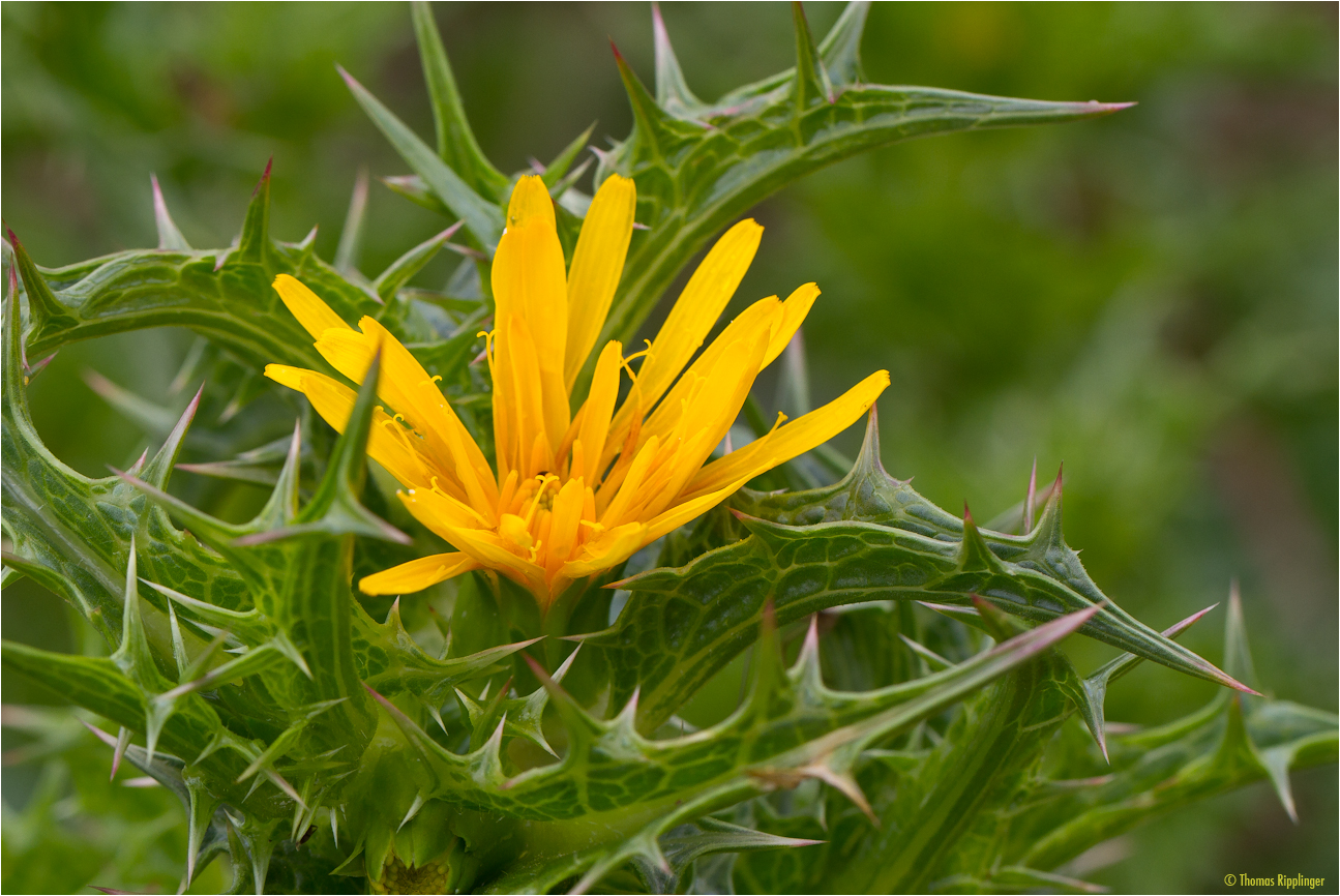 Spanische Golddistel (Scolymus hispanicus). Foto & Bild pflanzen