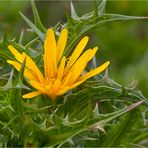 Spanische Golddistel (Scolymus hispanicus).