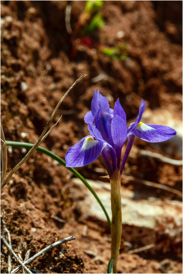 Spanische Iris