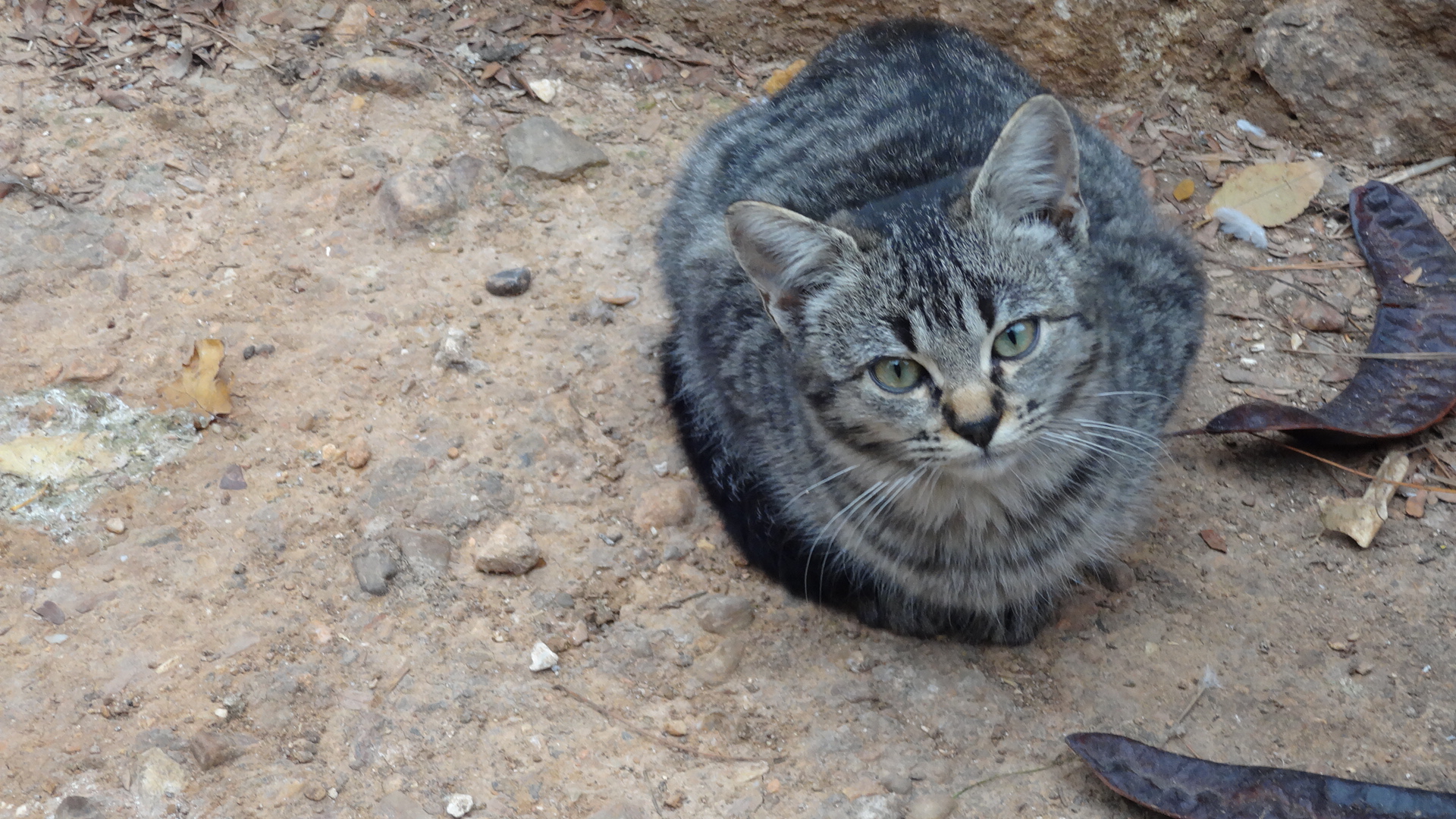 Spanische Katze