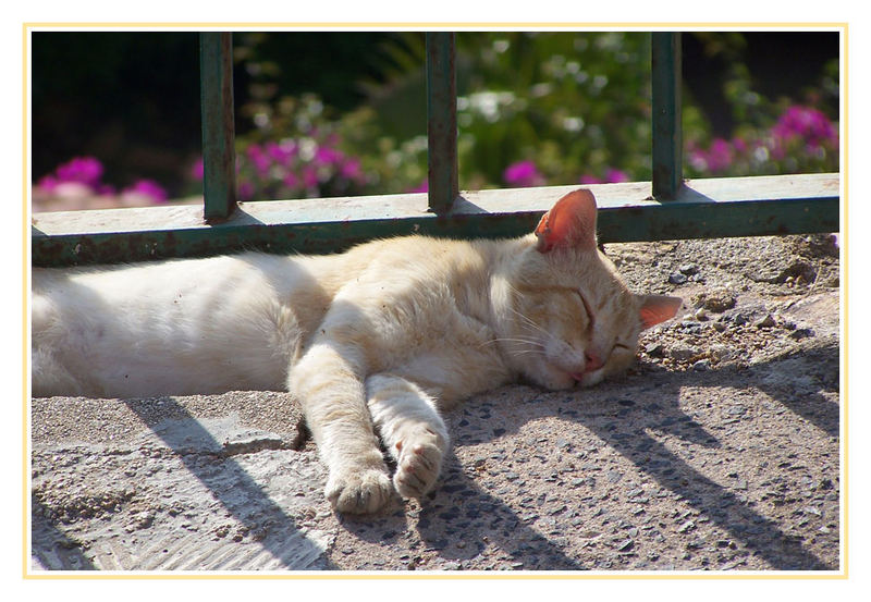 spanische Katze beim schlafen