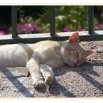 spanische Katze beim schlafen