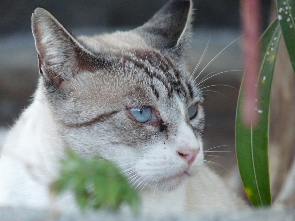 SPANISCHE KATZEN MACHEN AUCH NUR MAU