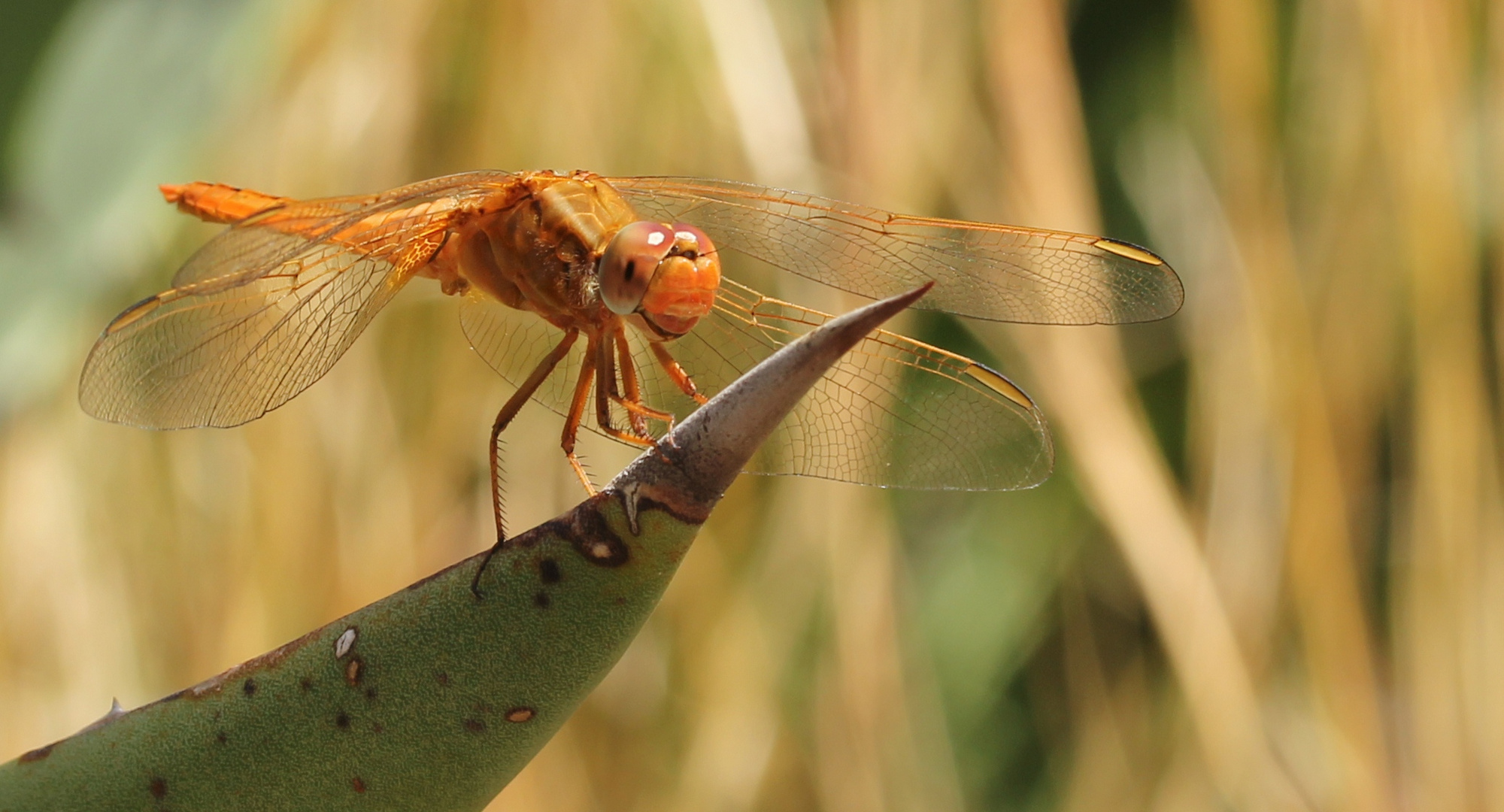 Spanische Libelle