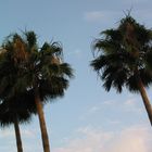 Spanische Palmen