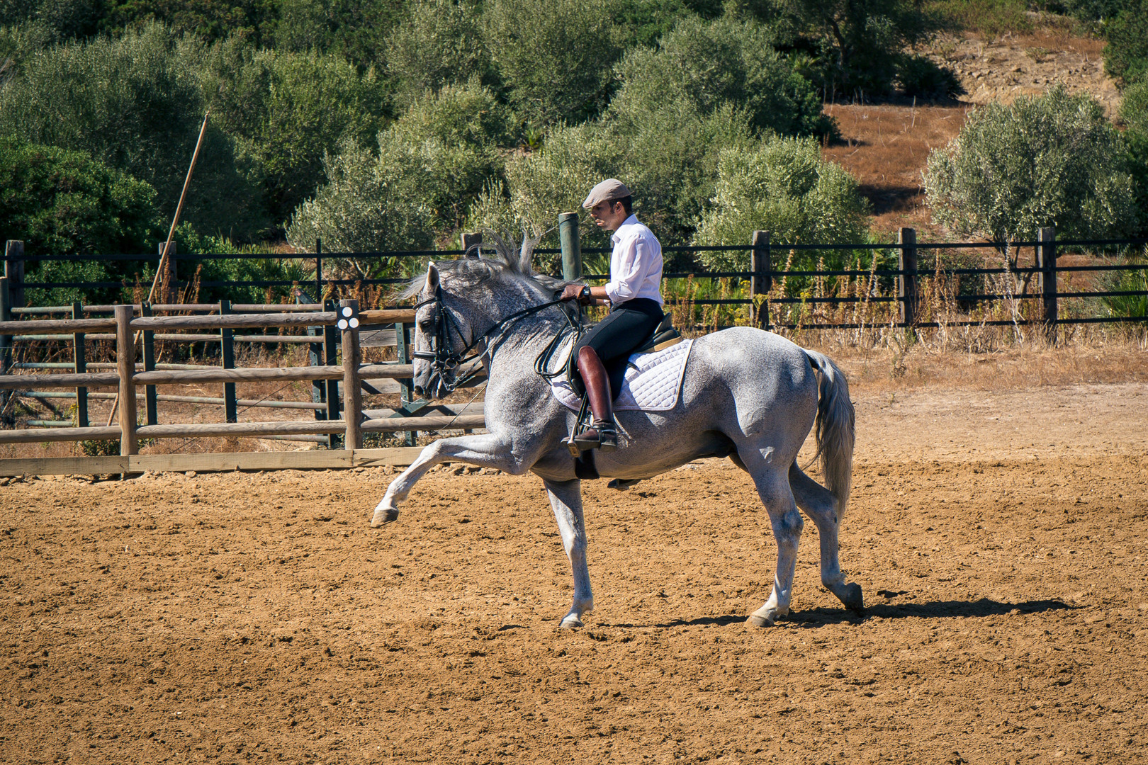 Spanische Reitschule