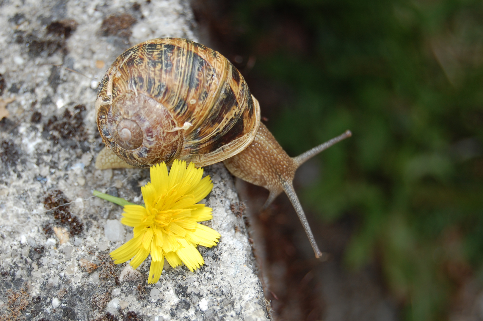 Spanische Schnecke auf dem Jakobsweg