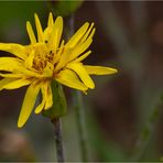 Spanische Schwarzwurzel oder Echte Schwarzwurzel (Scorzonera hispanica).