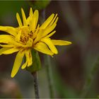 Spanische Schwarzwurzel oder Echte Schwarzwurzel (Scorzonera hispanica).