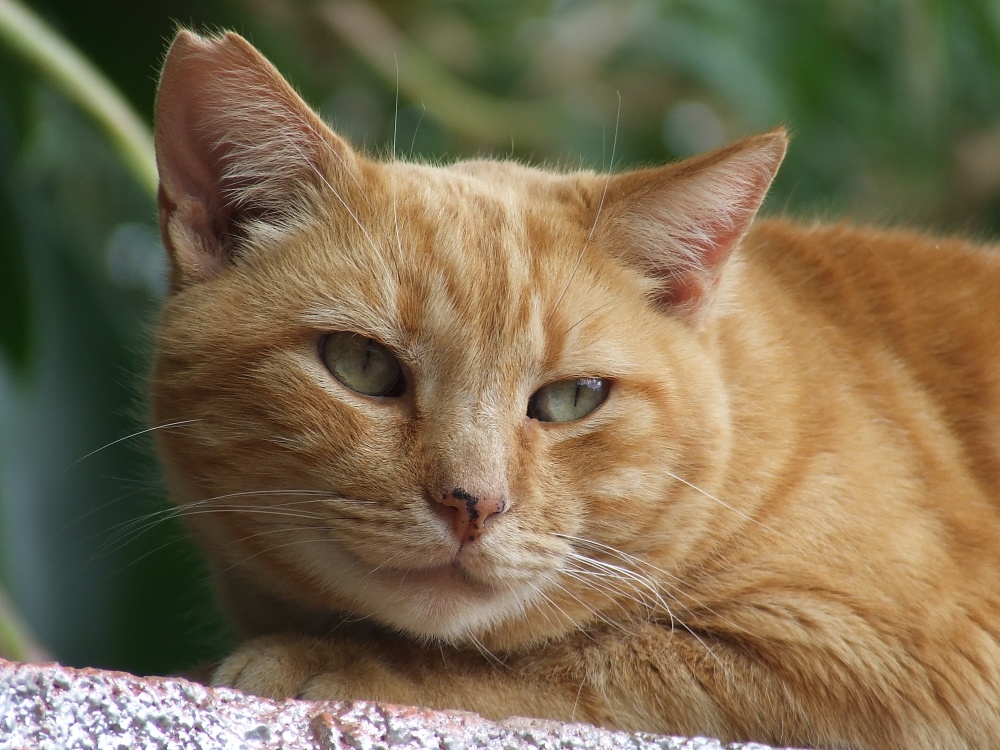 spanische Strandkatze