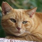 spanische Strandkatze