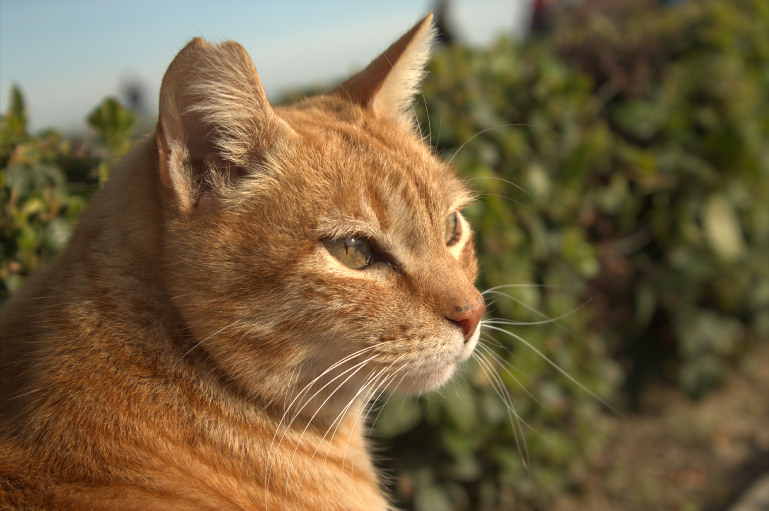 Spanische Streunerkatze