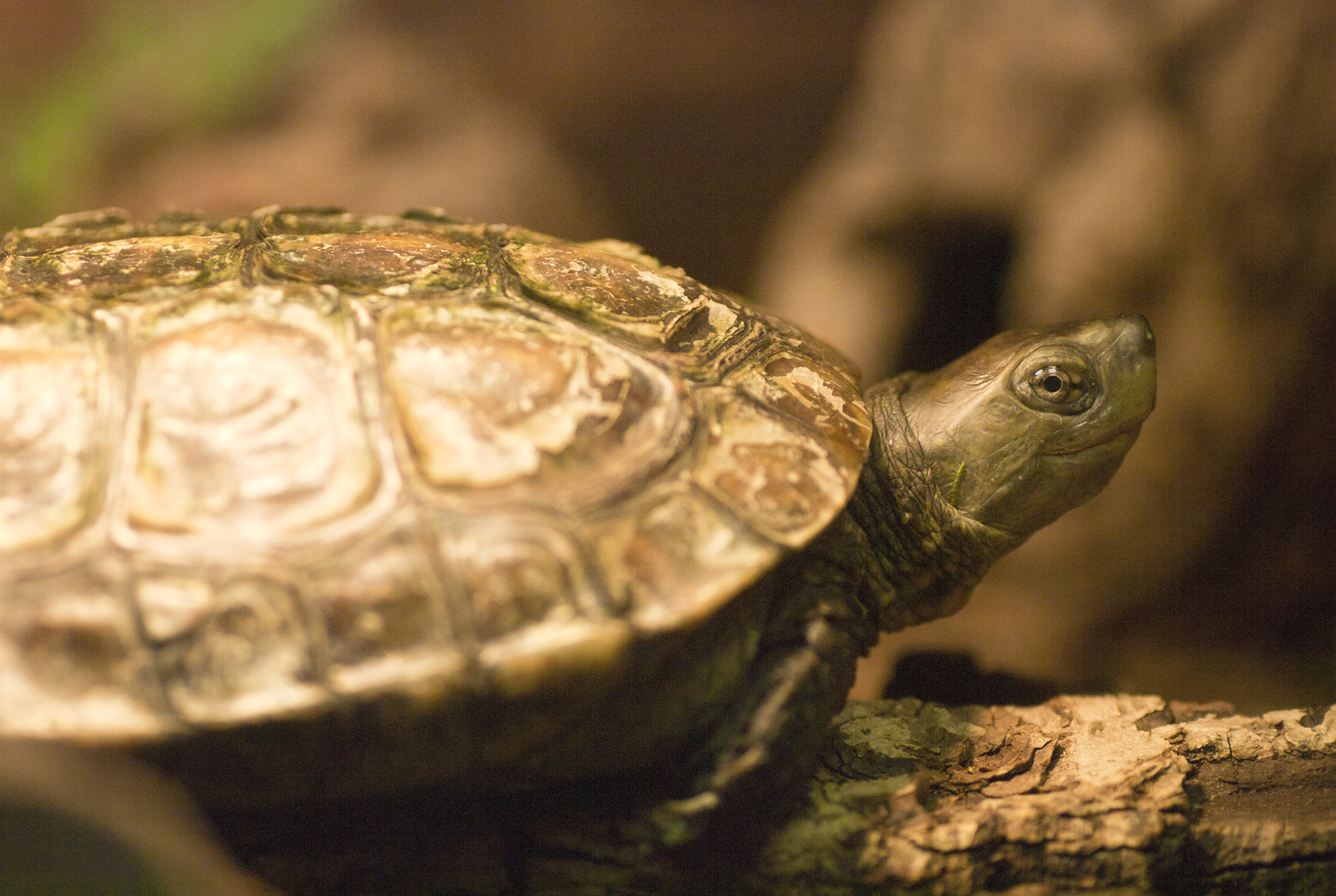 Spanische Wasserschildkröte - fotografiert in der Neu-Ulmer Reptiliensammlung