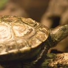 Spanische Wasserschildkröte - fotografiert in der Neu-Ulmer Reptiliensammlung