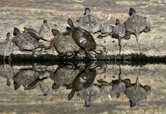 Spanische Wasserschildkröte (Stripe-necked Terrapin, Mauremys leprosa)