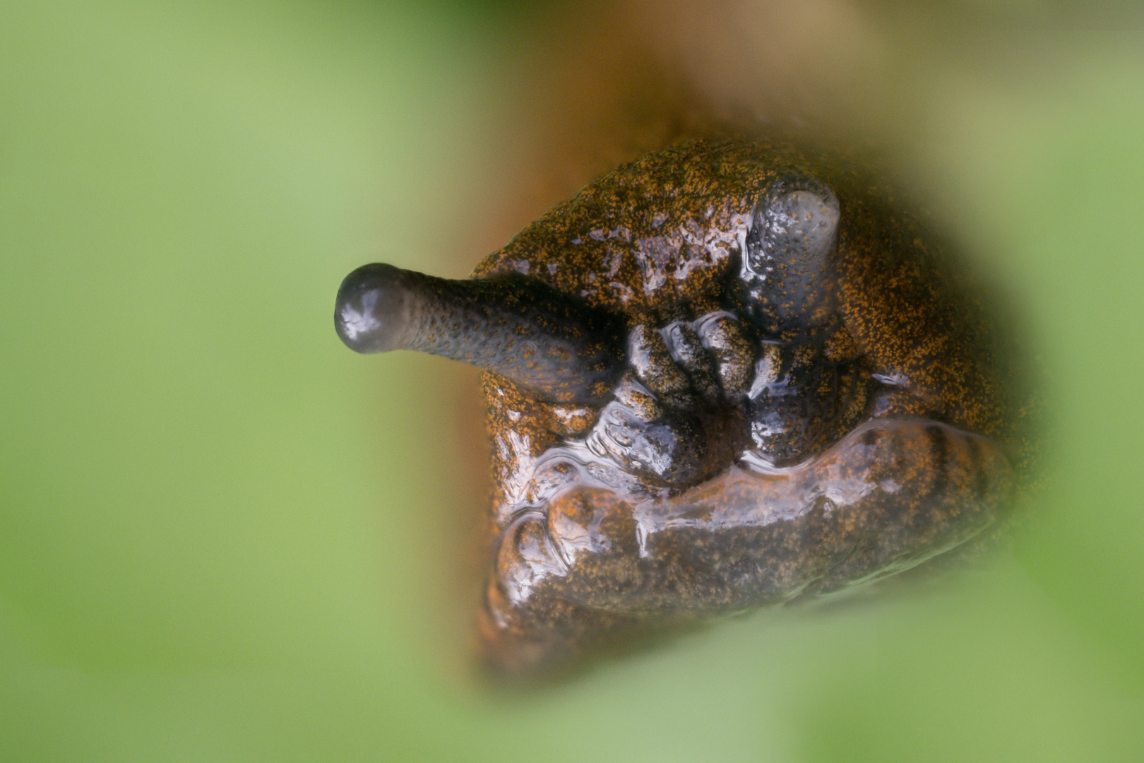 Spanische Wegschnecke