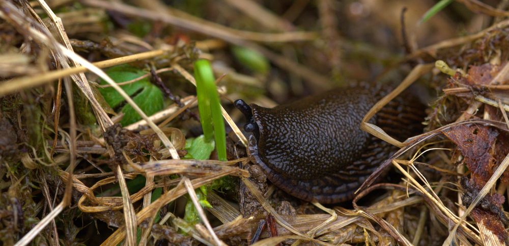 Spanische Wegschnecke