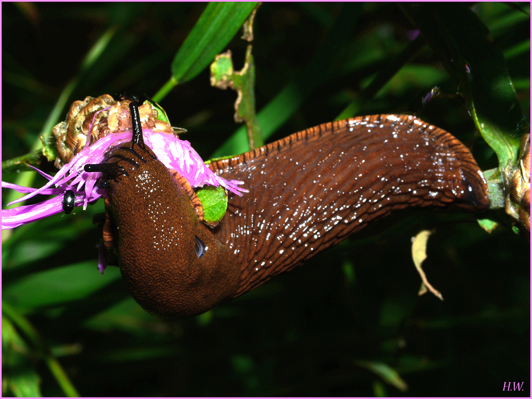 Spanische Wegschnecke