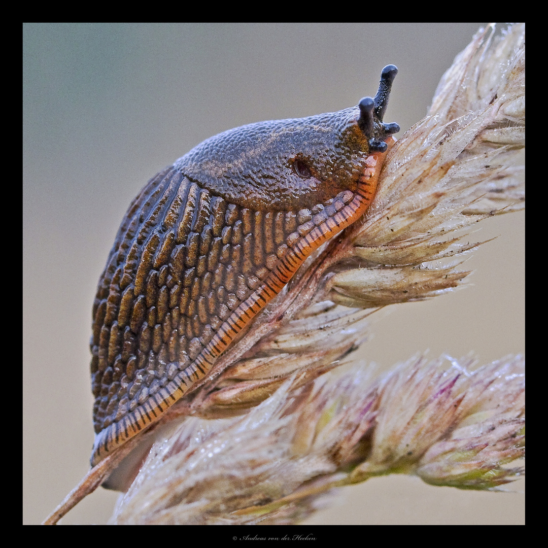 Spanische Wegschnecke (Arion vulgaris)