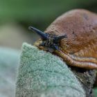 Spanische Wegschnecke