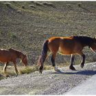 Spanische Wildpferde